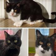 These three fantastic felines at RSPCA West Dorset need forever homes.