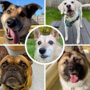 Five adorable dogs looking for new homes. Picture:  Dogs Trust