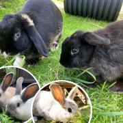 Fluffy bunnies looking for their forever homes. Picture: RSPCA West Dorset Branch