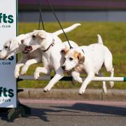 Harriers jump over a obstacle at a photo call to launch this year's Crufts at The NEC, Birmingham. The Harrier was recognised by the Kennel Club with effect from 1 January 2020 and a Kennel Club interim breed standard was developed for the Harrier. (PA)