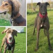 These three dogs are all looking for loving homes. Pictures: Margaret Green Animal Rescue
