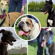 Three dogs at Margaret Green Animal Rescue in Dorset looking for new homes