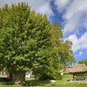 Tolpuddle Martyrs Tree. Picture: National Trust