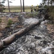 220 hectares of Wareham Forest were scorched by wildfire in 2020. Picture: Forestry England
