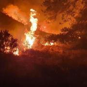 A disposable barbecue caused a fire which destroyed 550 acres of Wareham Forest in early 2020.