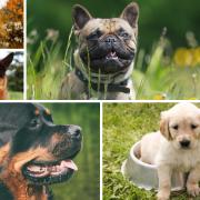 5 dog breeds named among the most expensive in the UK. Credit: Canva