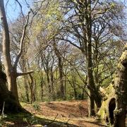 Thorncombe Woods at Higher Bockhampton. Piicture: Emma Cain