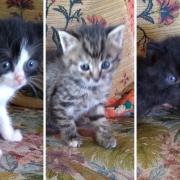 L-R Kittens Beth, Anna and Morgan, searching for a new home
