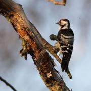 Lesser spotted woodpecker Picture: Dorset Wildlife Trust