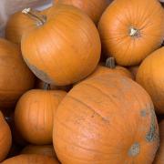 The pumpkin trail will run throughout the week at Abbotsbury Swannery