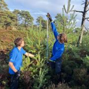 RSPB Arne take stock of Christmas trees