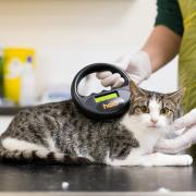 A cat's microchip being scanned by a vet