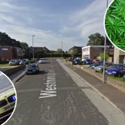 'Cannabis factory' and 'firearm' discovered with five people arrested