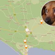 DORSET dog owners are being warned about a deadly condition which is 'spreading fast' across the country.