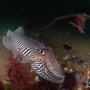 Underwater photos reveal Dorset’s magic marine life
