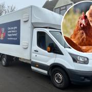 This charity needs volunteers to help transport hens and stop them being sent to the slaughter