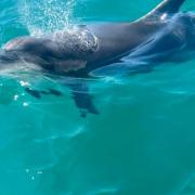 Dolphin spotted in Portland Harbour