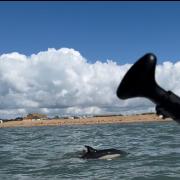 Dolphins spotted off West Bay