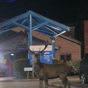 Deer spotted outside Wimborne Hospital