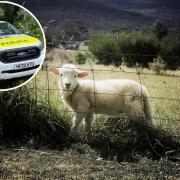 A large number of lambs have been stolen from a West Dorset field.
