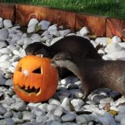 Badger and Isa have been getting in to the Halloween spirit