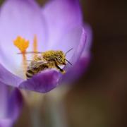 Bee on a crocus flower