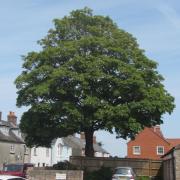 A sycamore tree in Wareham has been saved from being cut down by the council