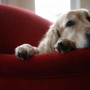 1 in 3 dog owners notice their pets appear down or depressed during the dreary, cold months, according to the pet charity PDSA.