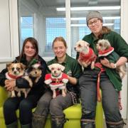 Margaret Green Rehoming Centre has had it's biggest Christmas fundraiser ever to help animals find homes.(Image: Margaret Green Rehoming Centre)