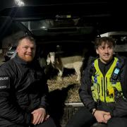 Dorset Police Rural Crime Team recover Pickle and Pepper