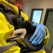 The injured seagull was rescued by Weymouth Community Safety Patrol Officers