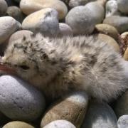 Little Tern chick on Chesil Beach