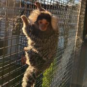 Kush is an eight-year-old female marmoset whose owner was misled when buying her