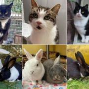 Six adorable Dorset animals in need of a home