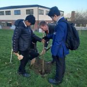 Furze Platt Senior School planting a Little Green Change plum tree, 16th January 2024