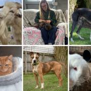 Margaret Green needs to find homes for these animals