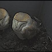 The pair of owls have been reunited in their nesting box at Lorton Meadows