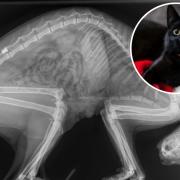 Aura, a 10-month-old cat, was fatally shot in the abdomen by an air weapon