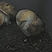 Two eggs have been laid in the nesting box in Weymouth