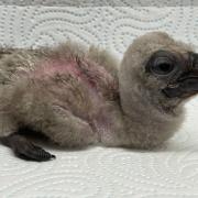 African white-backed vulture at three-days old