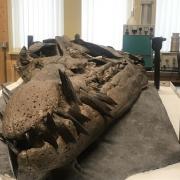 The pliosaur is on display in Kimmeridge close to where it was discovered