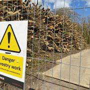 'Diseased' trees felled in Dorset wood