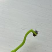 Tick removed with tick tool