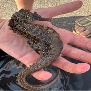 The largest seahorse to have been found in Poole Harbour