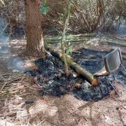 220 hectares of Wareham Forest were scorched by wildfire in 2020 by discarded barbecues