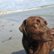 The main sandy portion of Weymouth beach is now off limits to dogs