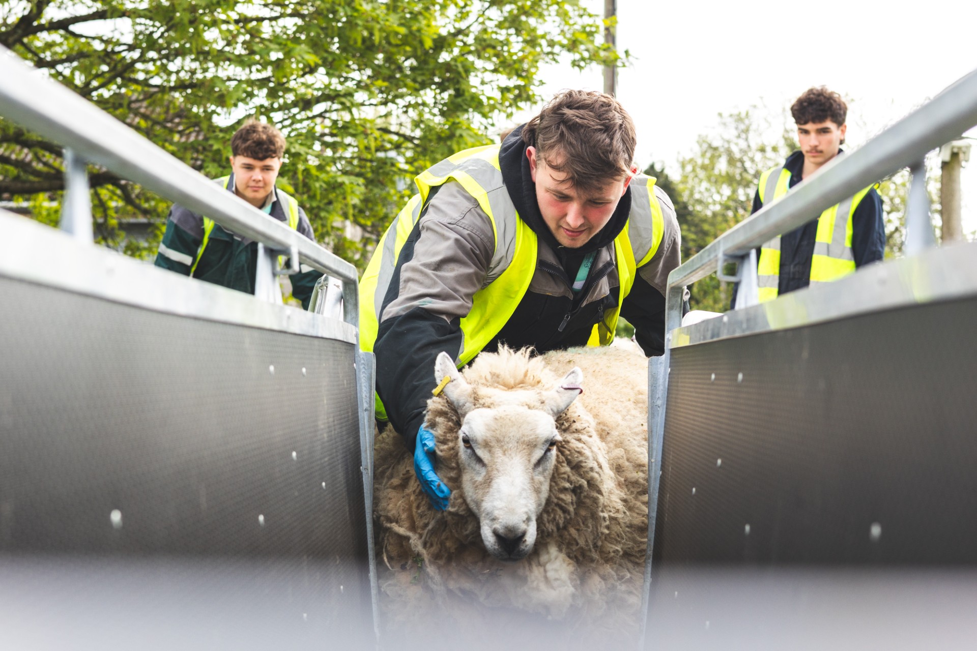 dorsetecho.co.uk - Fraser Simpson - College farm expands livestock programme to give students hands-on experience