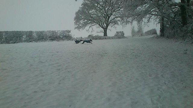 Snow 2013 around Dorset