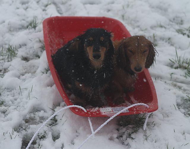 Ronnie and Ginnie enjoy a ride in the snow
