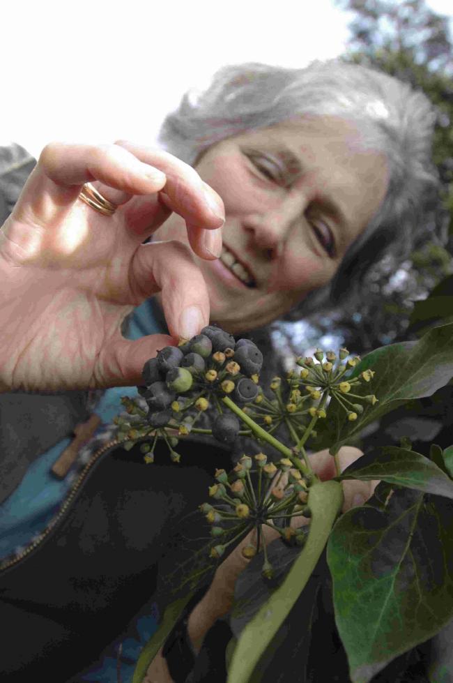 BOTANICAL EXPERT: Sally Pinhey picking berries